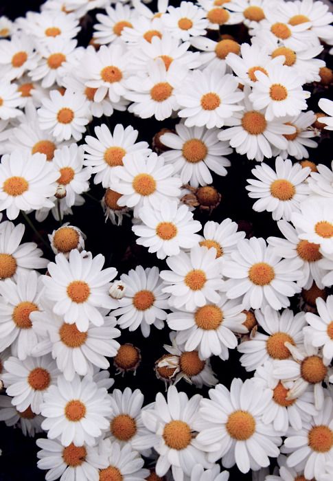 daisy