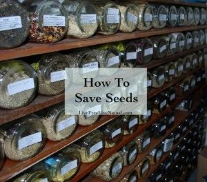 How to Save Seeds – Live Free, Live Natural