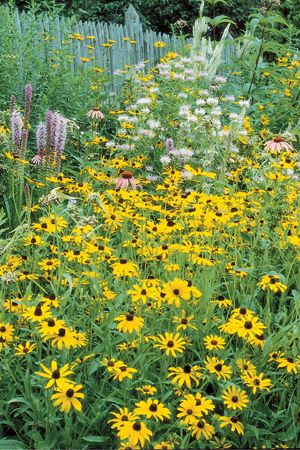 Moist Meadow / Rain Garden Mix