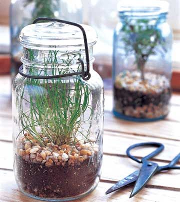Kitchen herb garden in mason jars – What a great idea!