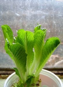 Growing Romaine lettuce from the leftover stumps! Gotta try this!