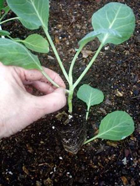 How to grow broccoli, Brussels sprouts, cauliflower, cabbage, collards, kohlrabi, and kale