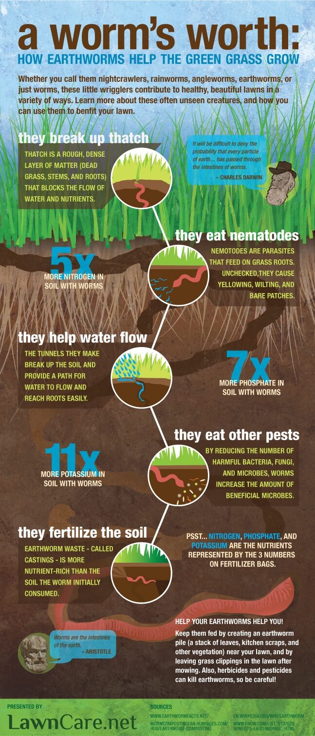 Worms fertilize soil naturally. They’re the best garden helpers around!