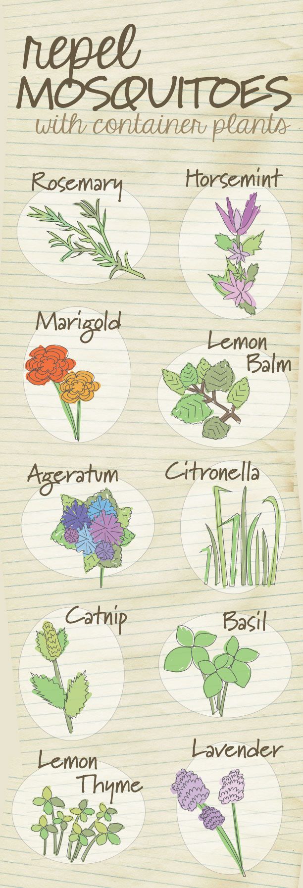 The top 10 container plants that repel mosquitoes naturally