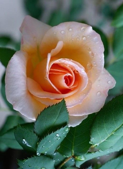 Gloss cor de rosa