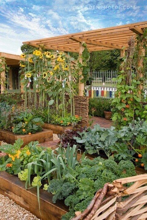 beautiful veg
