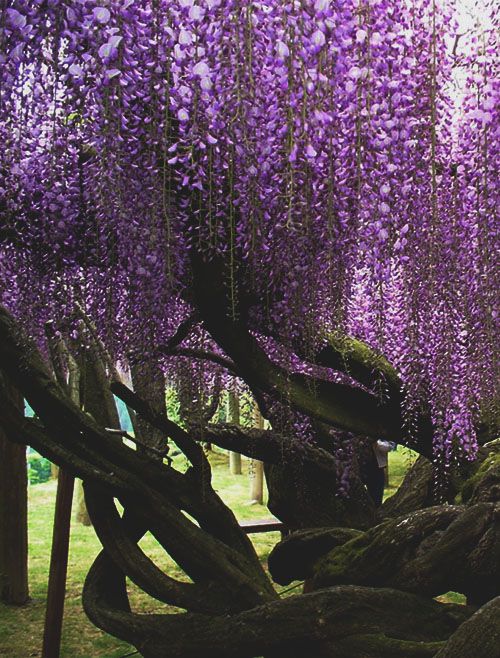 MY FOTOLOG  tumblr   source: decayingorganicmatter,  via greengrassglory