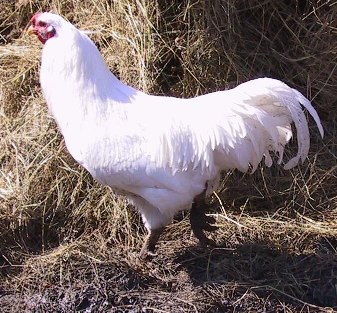 chantecler chicken (rare)