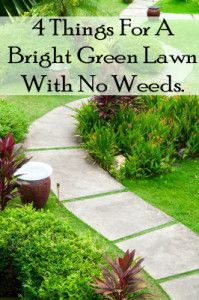 These are all natural ways to have a green lawn with no weeds