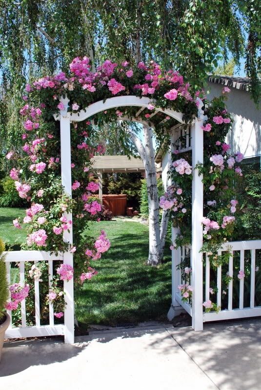 Climbing Pinkie. Nearly thornless. Up back deck and entrance to garden? Or up garage opposite pink double knockouts?