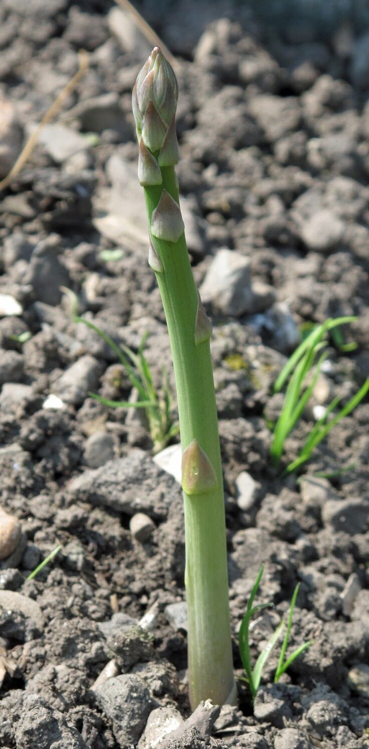 Asparagus Spear