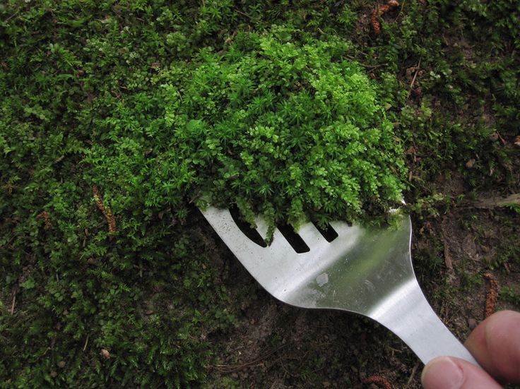How to collect, transplant, and care for moss. If you want to add moss to your pots or planters, this article explains how to establish it and get it growing.