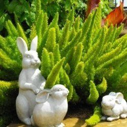 The foxtail fern is an evergreen drought resistant plant that needs little care and looks bright green all year long. It is also known as Asparagus Meyeri, Asparagus fern or asparagus densiflorus ‘myers’.