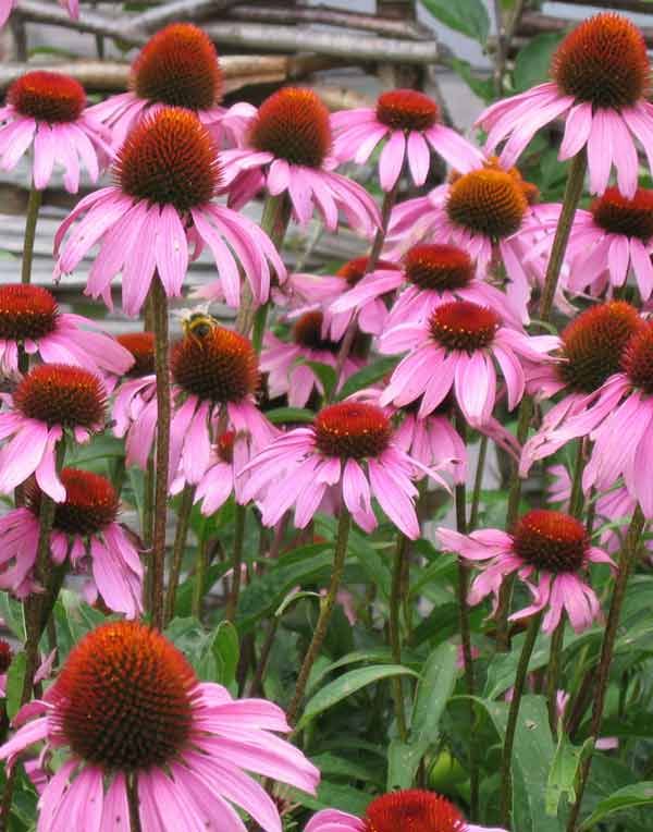 Great ideas for a healing garden. . .I just need to add witch hazel and lemon grass.