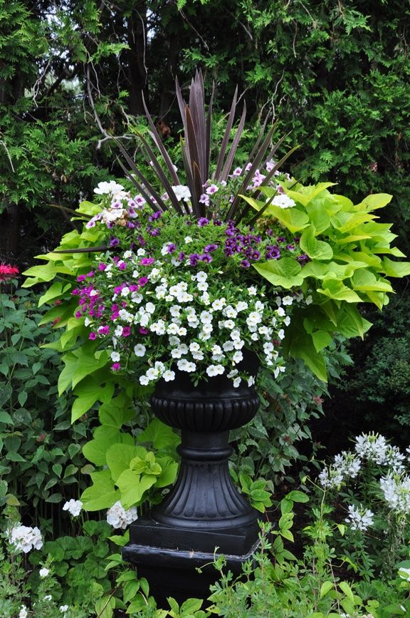 Black urn with Sweet Potato vine…