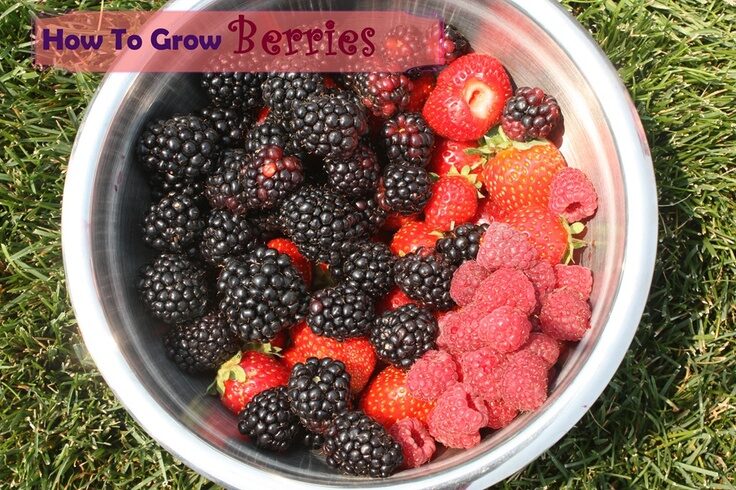 How to Grow Berries – great tutorial on growing strawberries, blackberries and raspberries.