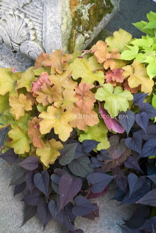 Foliage plants combinations of Ipomoea batatas ‘Sweet Heart’ aka ‘Sweet Caroline Purple’ with Heuchera ‘Caramel’ and Ipomoea ‘Sweet Caroline Light Green’ at top right