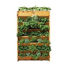 A better way to grow cilantro…good method for a fast, continuous crop.