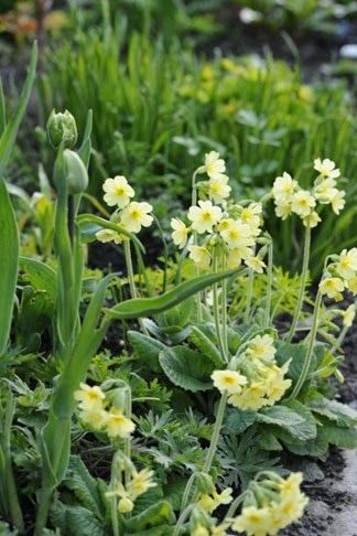 Primroses.