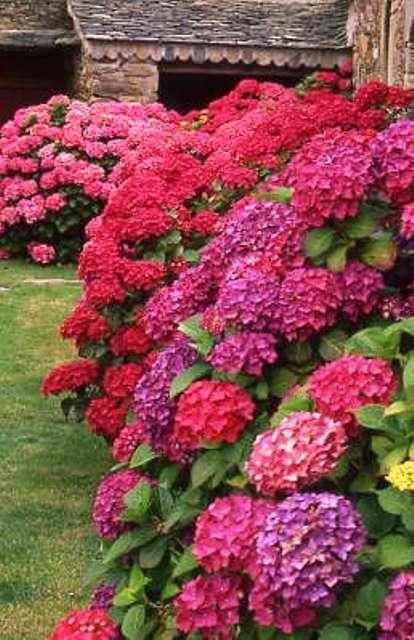Hydrangeas in China. | Stunning Places