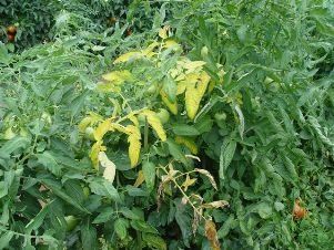 Veggie Plant Food   (Enough for 100 square feet garden)  1 can beer  6oz water  1/2c fish emulsion  2T liquid soap  4T Epsom salts~Put it in a hose end attachment and set it for 6oz per gallon. Use it all, every two weeks. Cannot be stored.
