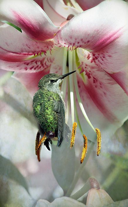 “Restful Pose” by Lynne Mcclure