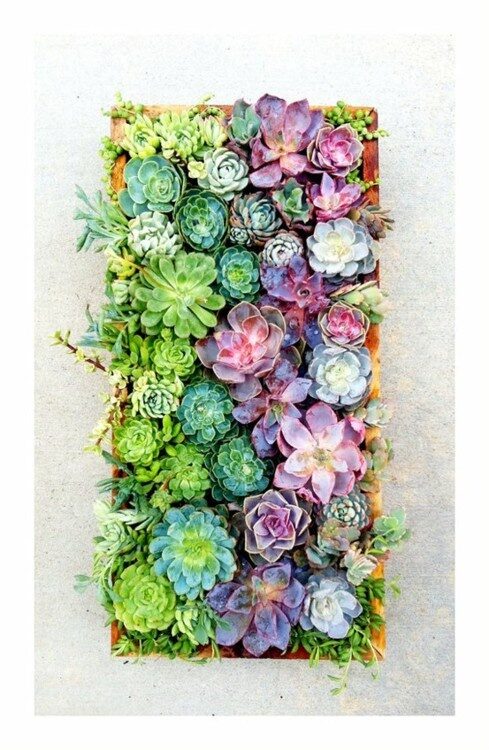 Vertical Succulents