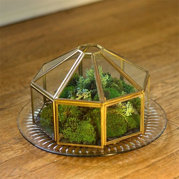 Moss Terrarium