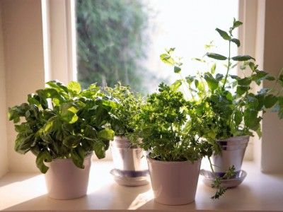 7 Herbs You Can Grow Indoors Year-Round