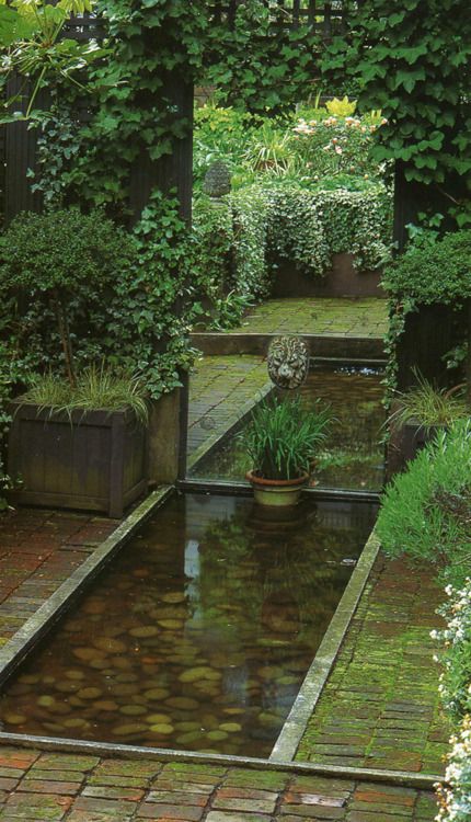 10 Of the fastest growing shade trees