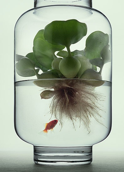 Water plants