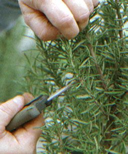 Propagating rosemary