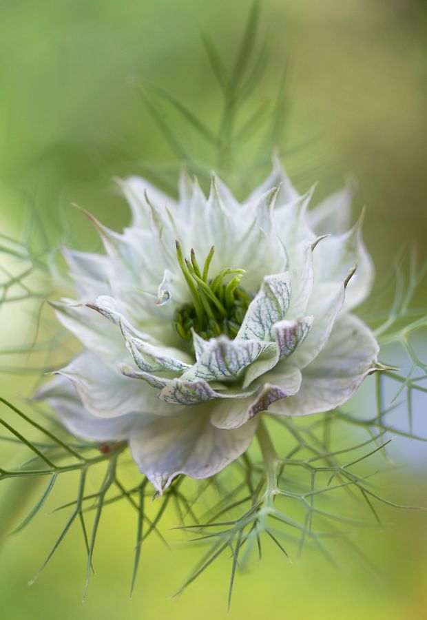 ~~Nigella~~