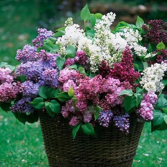 How to grow lilacs | Types of lilacs