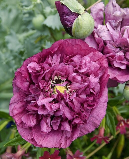 Papaver hybridum ‘Thelma Crawford’