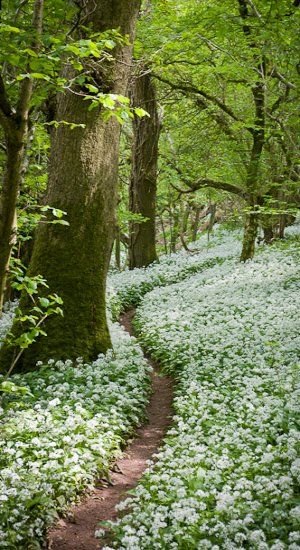 Footpath through the Wild Garlic – Milton Wood Somerset, England
