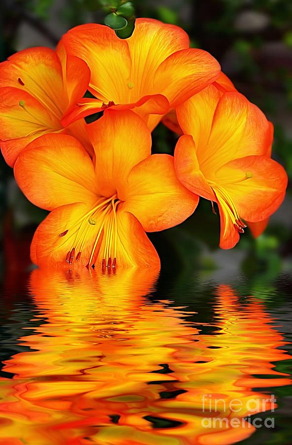 Flower pathway