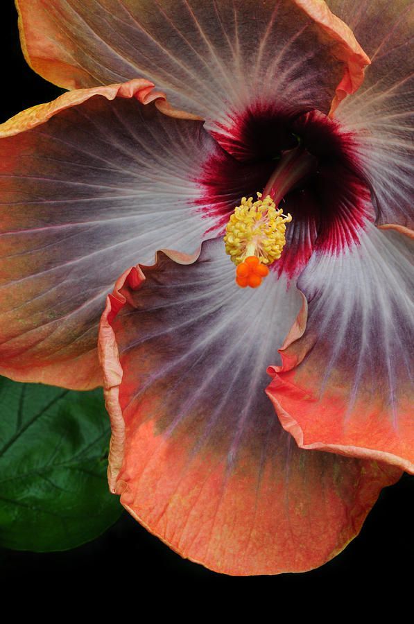 Hibiscus Key Largo