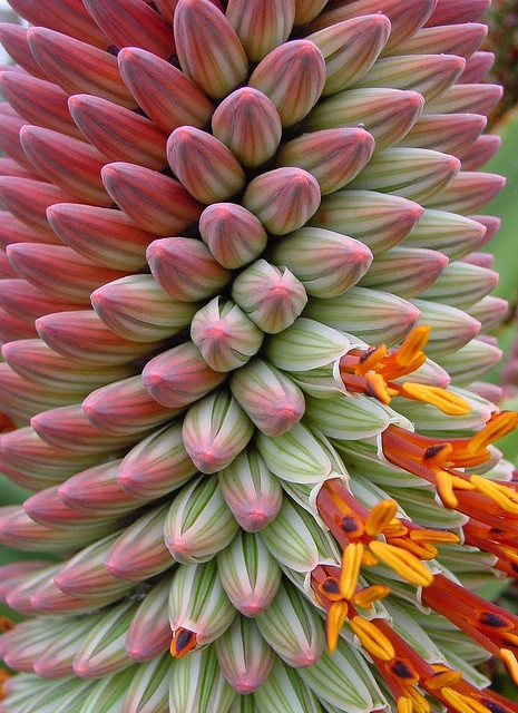 Aloe