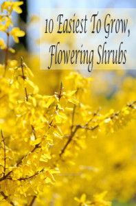 10 Easiest to grow flowering shrubs