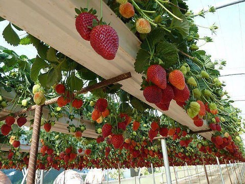 A better way to grow strawberries and other hanging fruits and berries is to use growing boxes or tubes elevated off of the ground. You can even grow them at waist or chest level for easier growing, tending and picking. No more rotting caused by laying upon the ground while developing!