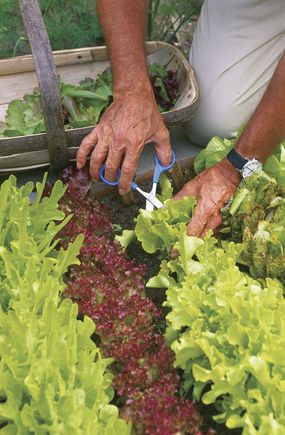 Everything about growing lettuce