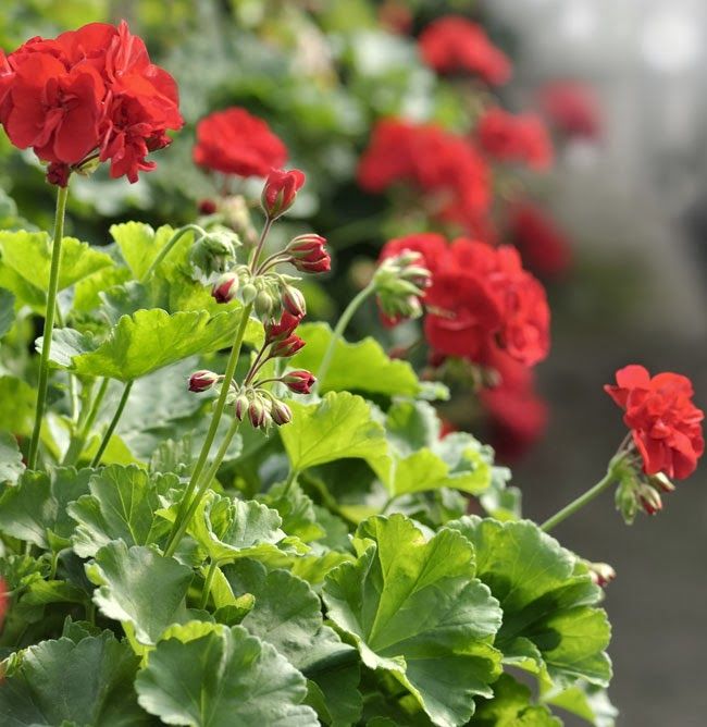 Flower power!
