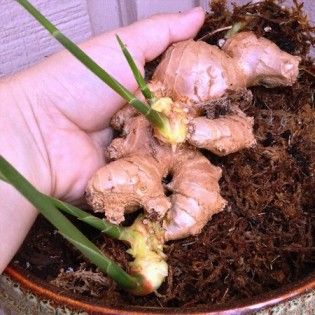 How To Grow Your Own Ginger