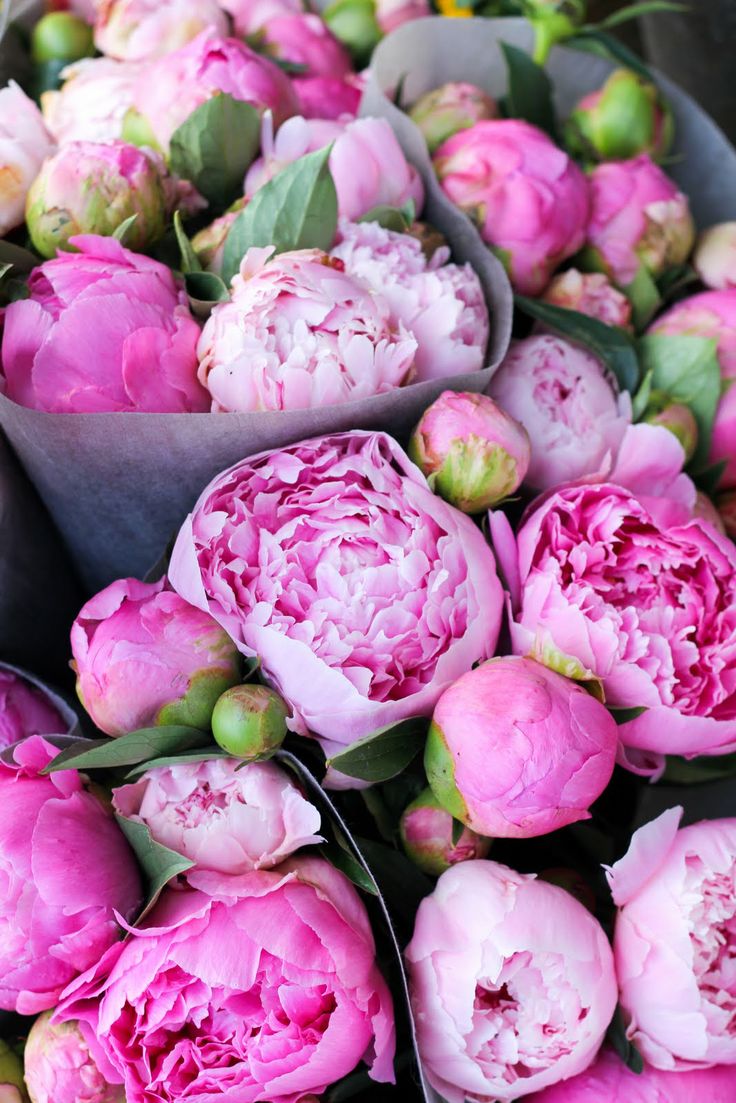 Peonies