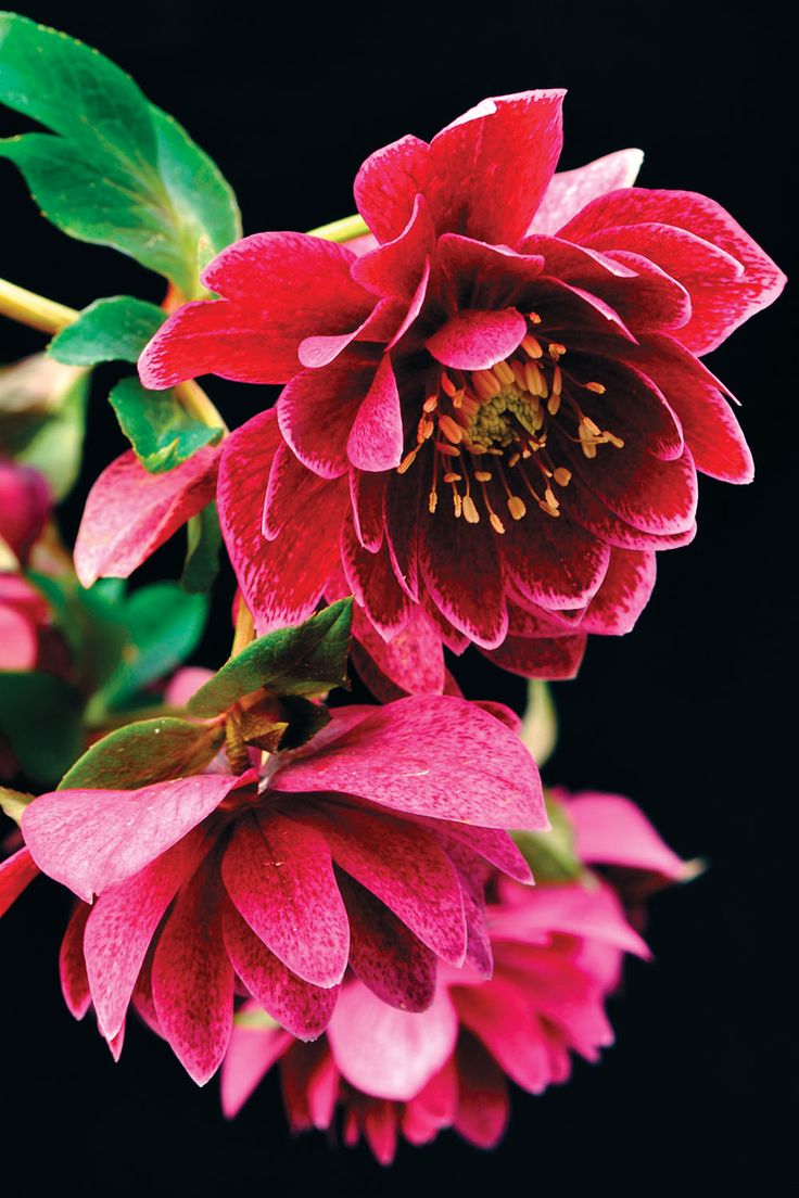 ♥ Helleborus ‘Amethyst Gem’