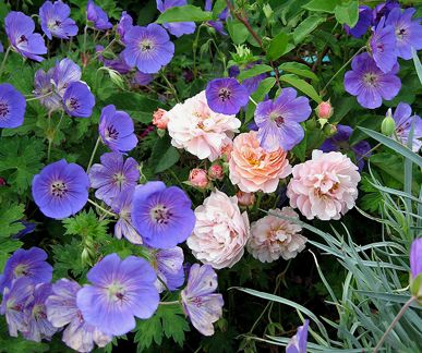 Geranium ‘Rozanne’