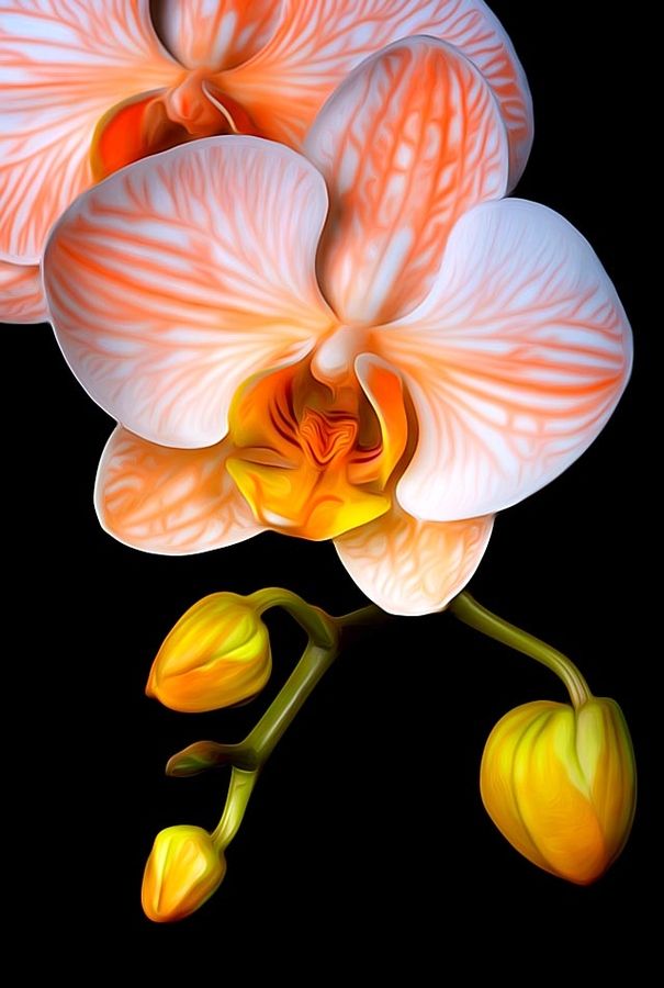 Orange Mystique