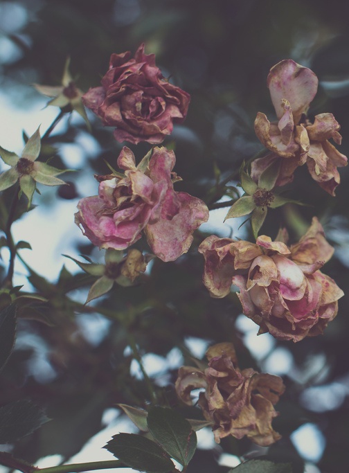 Image Via: Charlest0n