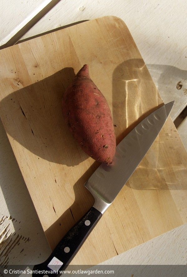 To grow your own sweet potato, first you need an old sweet potato